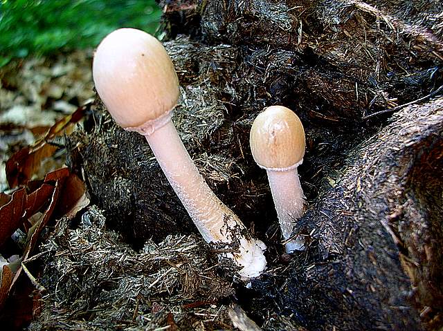 La Flora fungina negli aspetti microclimatici subtropicali